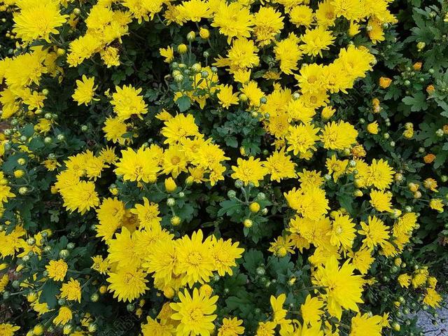 黄色的菊花背景图片