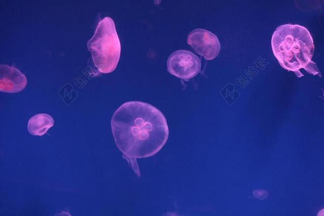 李逍遥 水族馆 梦幻图片 鱼