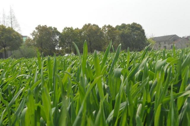 麦田 麦子 麦苗 春天 故乡 WHEAT BARLEY