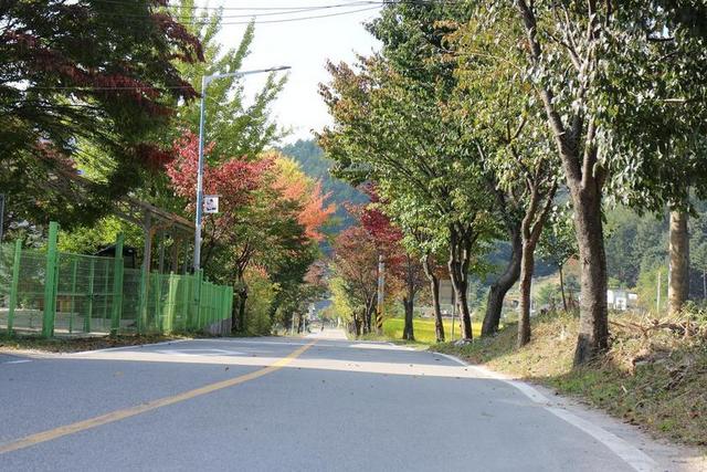 秋季 街 国家 景观 木材 秋天的树叶 吉 枫路 农村公路