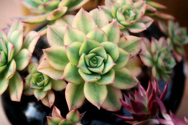 一种肉质植物 肉质 在这 仙人掌 花园 鲜花 植物 花卉园