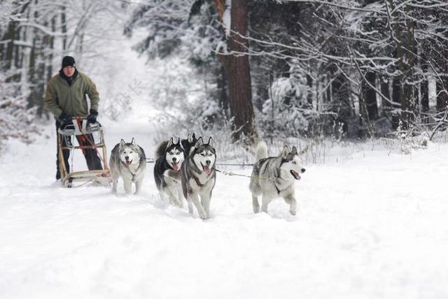 冬天雪地里的狗和男人背景图片