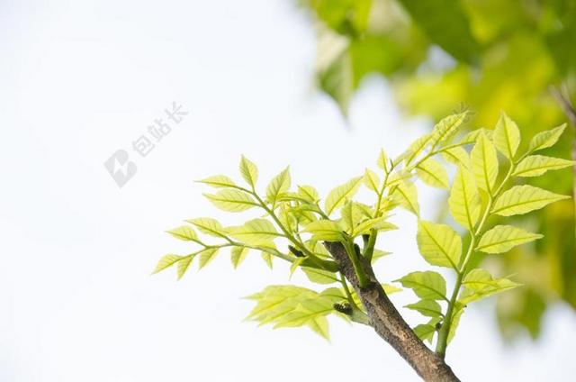 摄影自然树枝上的绿叶背景图片