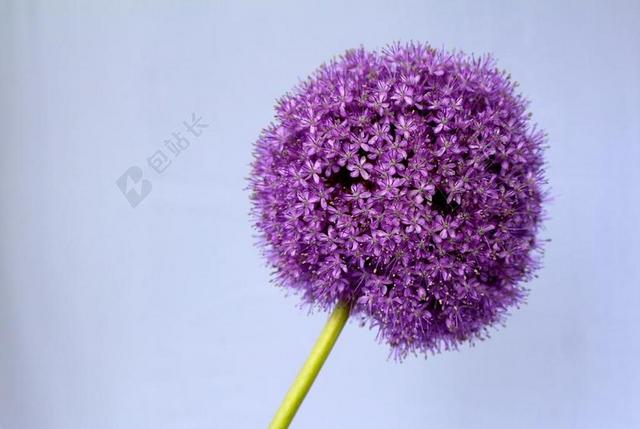大蒜 紫 球 花 关闭 开花 观赏葱 园林植物 花球 壁纸