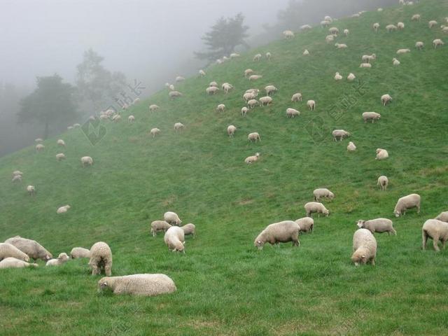 江原 牧场 家畜 杨 动物 农场 国家 山 草甸 草
