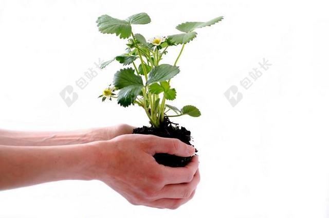 绿色农业清新土壤种植物园艺背景图片