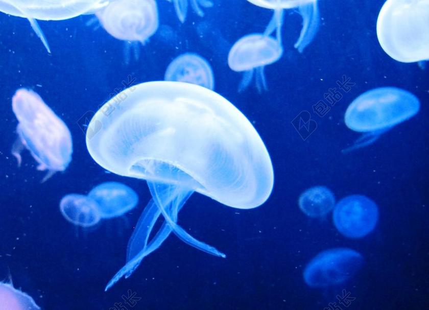 水母 海 水 海洋动物 水族馆 海水 动物