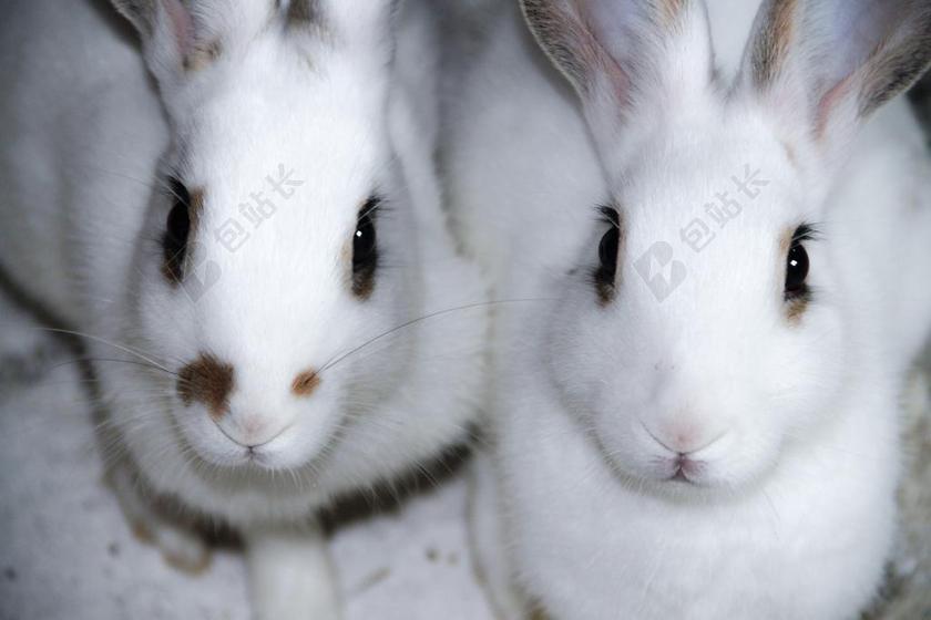 兔子白兔动物可爱小动物白色背景图片