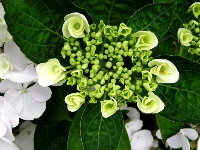 开花八仙花花束白绿色盘花美丽花园背景图片