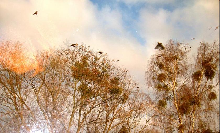 树梢上 鸟儿在树上 鸟儿在空中 ABENDSTIMMUNG 夕阳