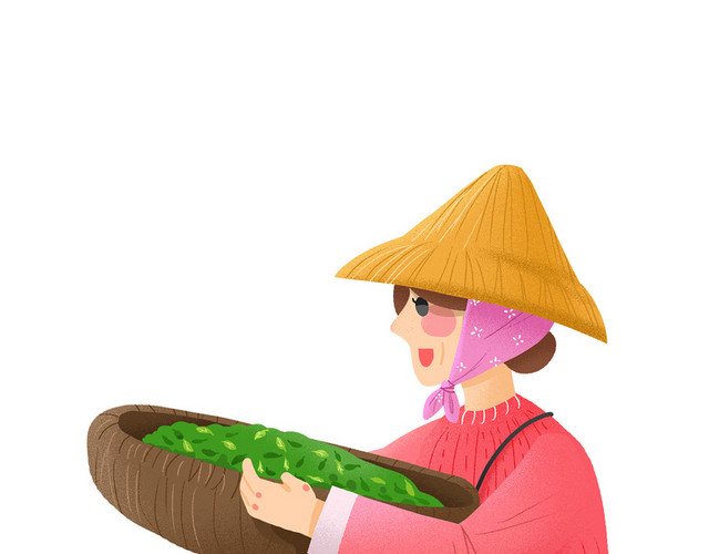 五一劳动节茶花女茶叶采茶素材