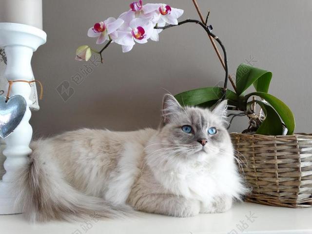 猫咪 远程访问 布娃娃 宠物 蓝色