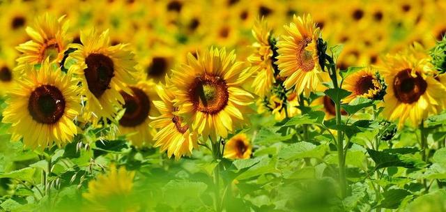 向日葵 蜜蜂 夏季 花园 开花 黄色 昆虫 性质 授粉