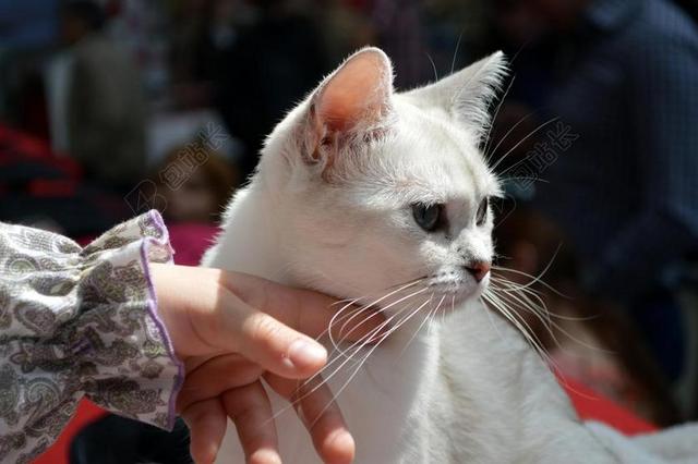 白 猫 手指 手 宠物 可爱 猫的 动物 毛皮 小猫