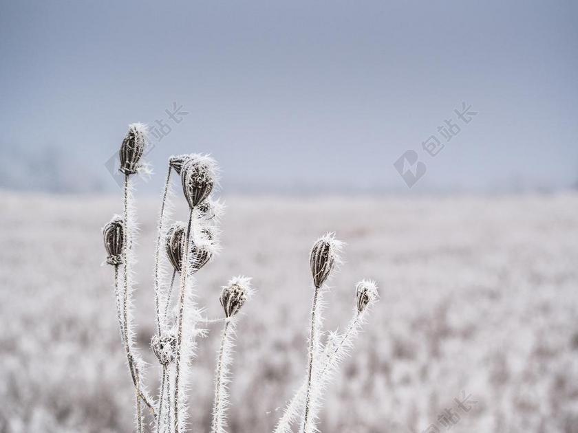植物 冻结 冬天 冷 冰 晶体 针 霜 自然 季节 景观