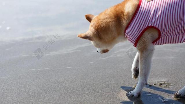 狗 海 柴犬 水 海滩 太阳
