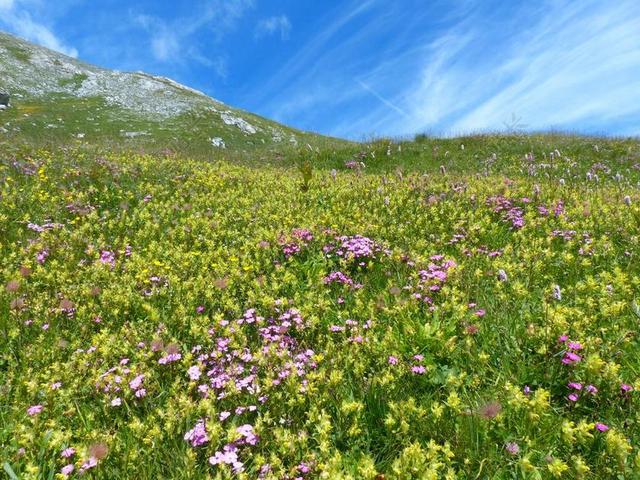 点地梅窘迫不安锅 鲜花 黄色 高山草甸 草地 草坡 花多 田园