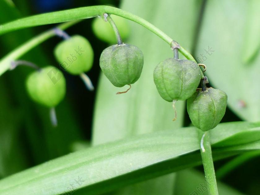 野风信子 水果 胶囊 希拉的民福建山