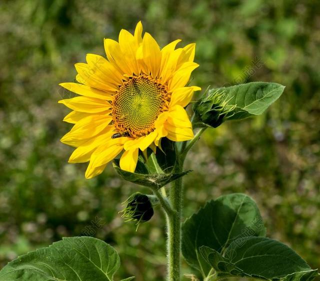 太阳花 向日葵 鲜花 黄色 向日葵芽 关闭 厂 夏季