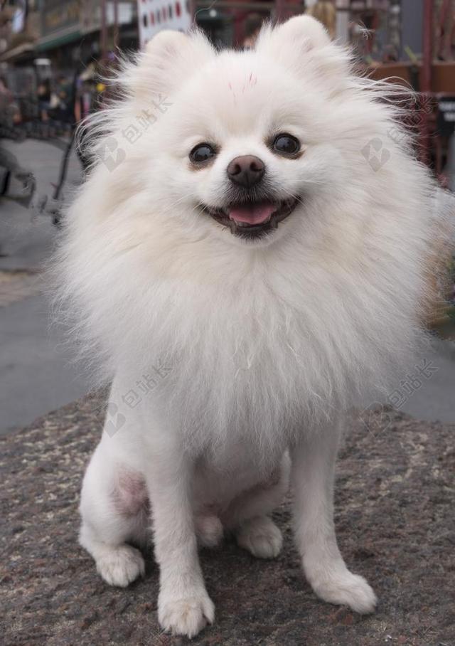 博美犬 狗 斯皮茨 宠物 可爱 小狗 头发 脸 梳理 寻找