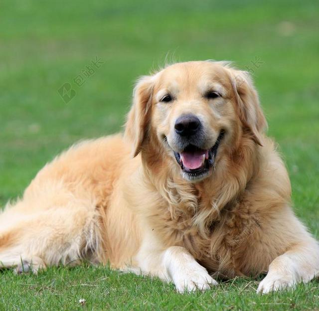 金毛寻回犬 检索器 金 狗 宠物 动物 美丽 铺设 绿色