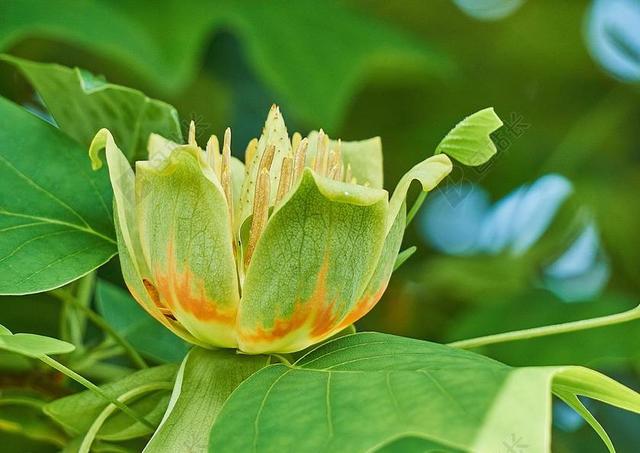 北美鹅掌楸 鹅掌楸 花卉 木兰科 树 性质 花园 绽放 鲜花