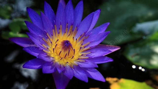 会安 蓝莲花 寺庙 越南
