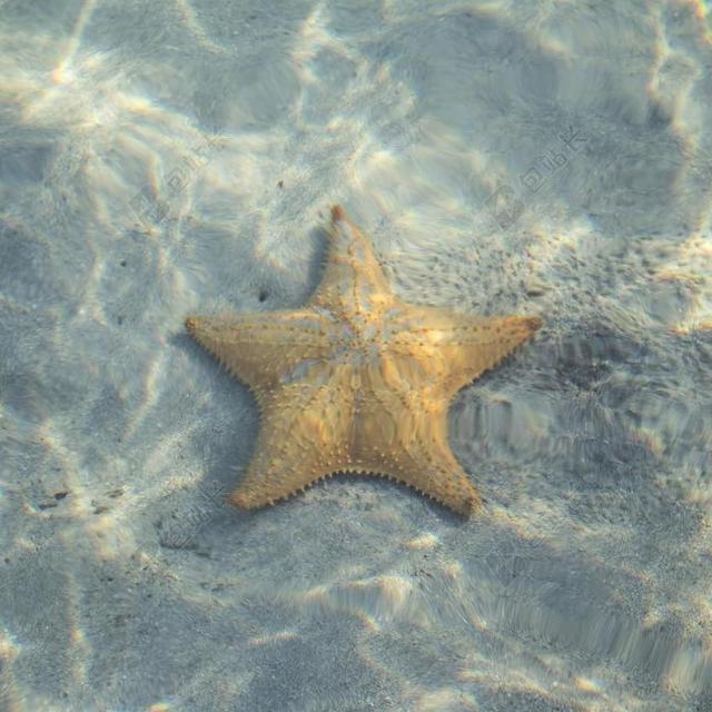 明星 鱼 海星 动物 海 海洋 假期 夏天 水肺 异国情调