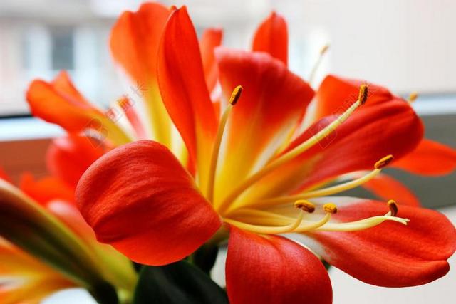 君子兰 鲜花 花瓣