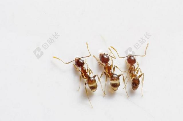 蚂蚁 BUG 昆虫 三 三重 棕色 自然 天线
