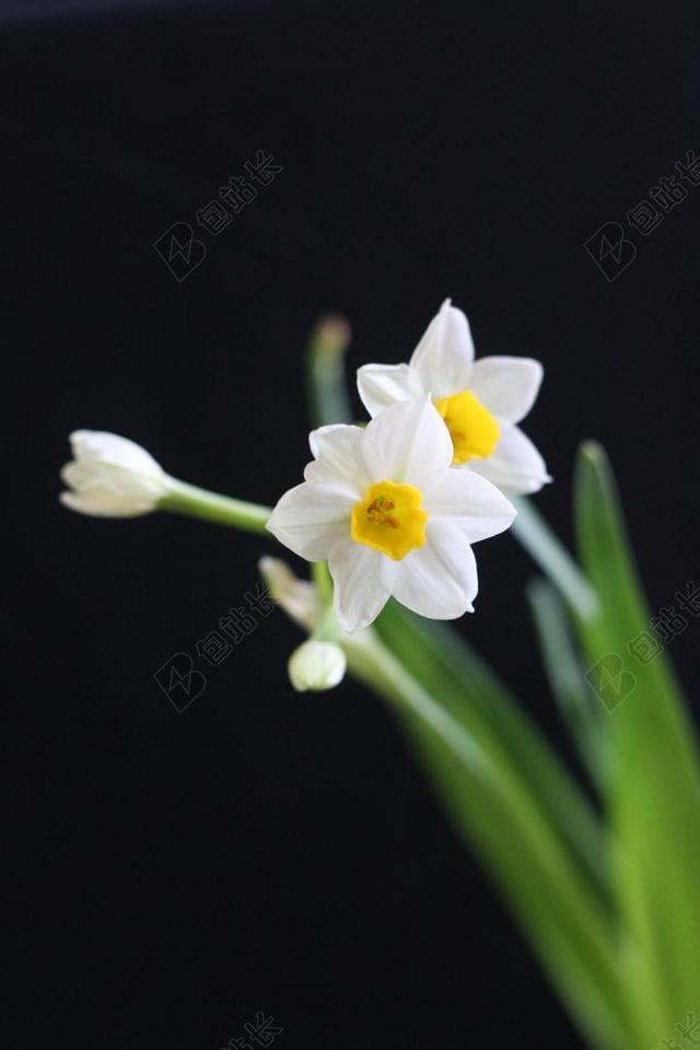 白色植物鲜花水仙花花瓣花蕊可爱小清新背景图片