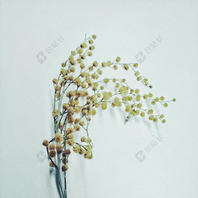 清新室内干花插花背景图片