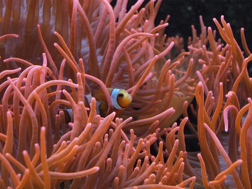 尼莫 鱼 鱼 水族馆 MEERESBEWOHNER 水生物