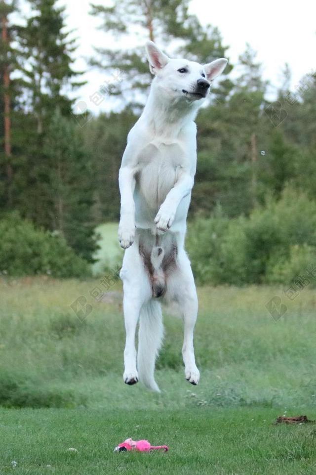 狗 狗跳 白色牧羊犬 白 牧羊犬 夏天 跳跃的狗 率 弹跳