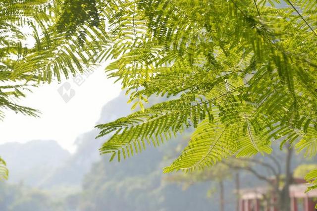 清新大自然 合欢树 田园风光