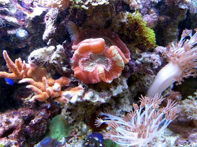 珊瑚 水下 海洋 海 MEERESBEWOHNER 性质 水族馆
