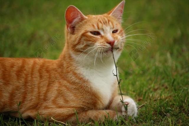 猫 小猫 MIEZE 鲭鱼 国内的猫 红猫 红色鲭鱼斑 虎猫