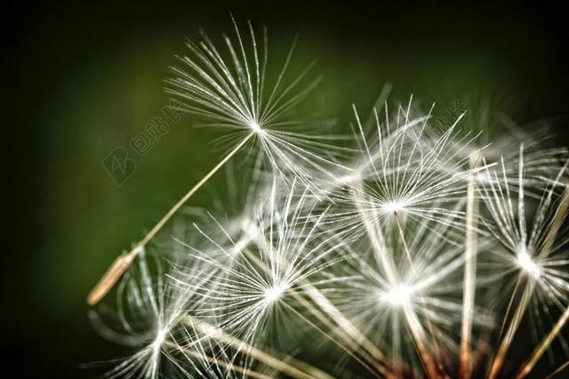 唯美蒲公英种子飘扬背景图片