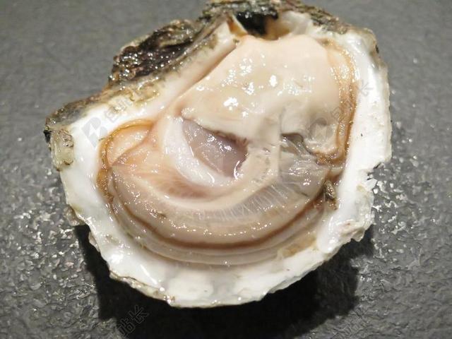 牡蛎 海鲜 丹麦语 LIIM 牡蛎 庆典 香槟 餐饮 食品