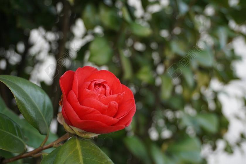 唯美山茶花背景图片