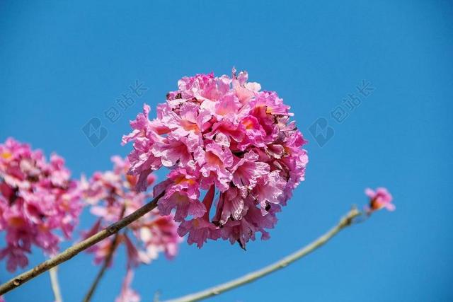 小清新 樱花 唯美 大自然 粉色 花朵 微距