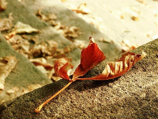 秋 叶 叶子 秋天 自然 颜色 季节 季节性 金 棕色
