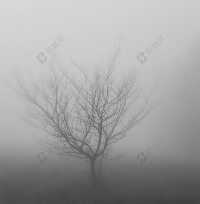 自然森林白雾背景图片
