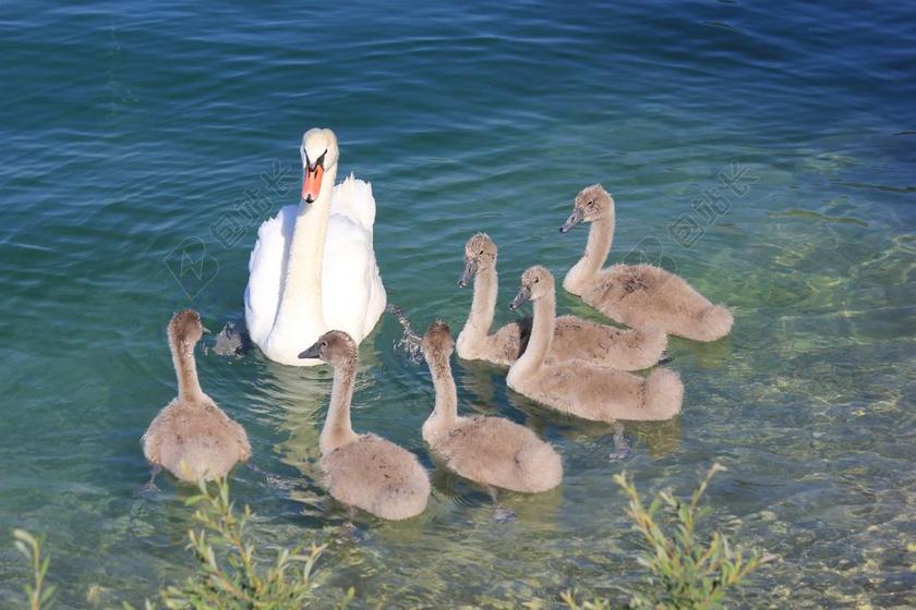 天鹅 湖 动物世界 水禽 鸟 水 SCHWIMMVOGEL