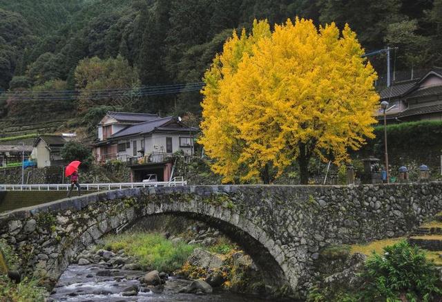 银杏树 石桥 农村 木材 秋季 日本