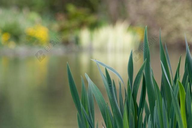 自然 湖 芦苇 和平 宁静 水 几点思考 春 颜色 景观