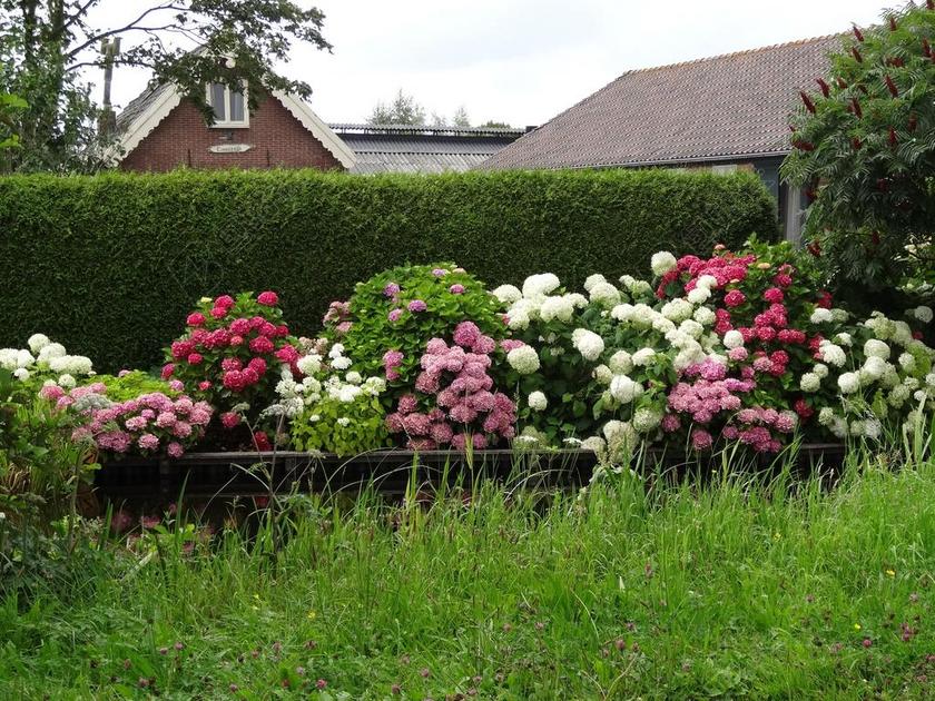 鲜花 植物 性质 夏天 绣球花 绽放 花卉 绿色
