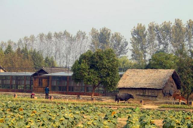 中国 户外 绿色 老 景观 查看 传统的 亚洲 东 文化