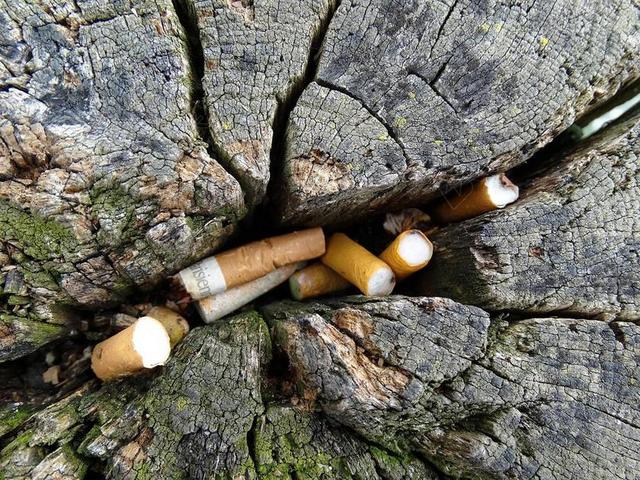 香烟 处置 树树干 裂缝 破获 老 污染 烟灰缸 吸烟