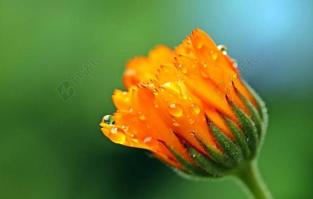 万寿菊 金盏草 橙 开花 花蕾开放，吗 园艺 复合材料 雨滴